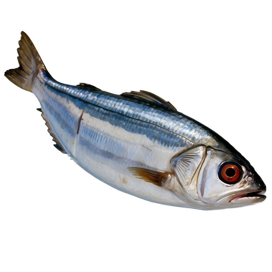 Sardine Cuisine Png 06292024