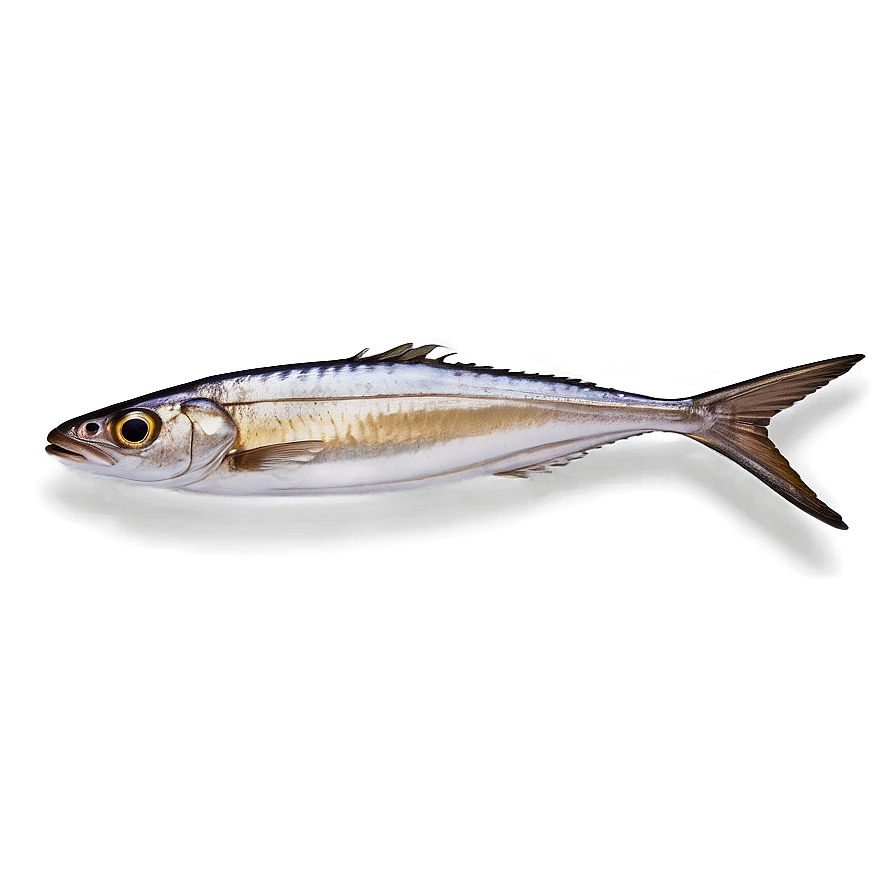 Sardine Delicacy Png 61