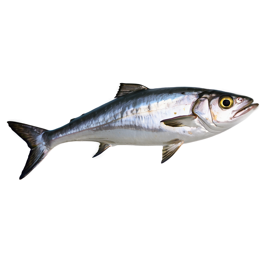 Sardine Mascot Png Fel64