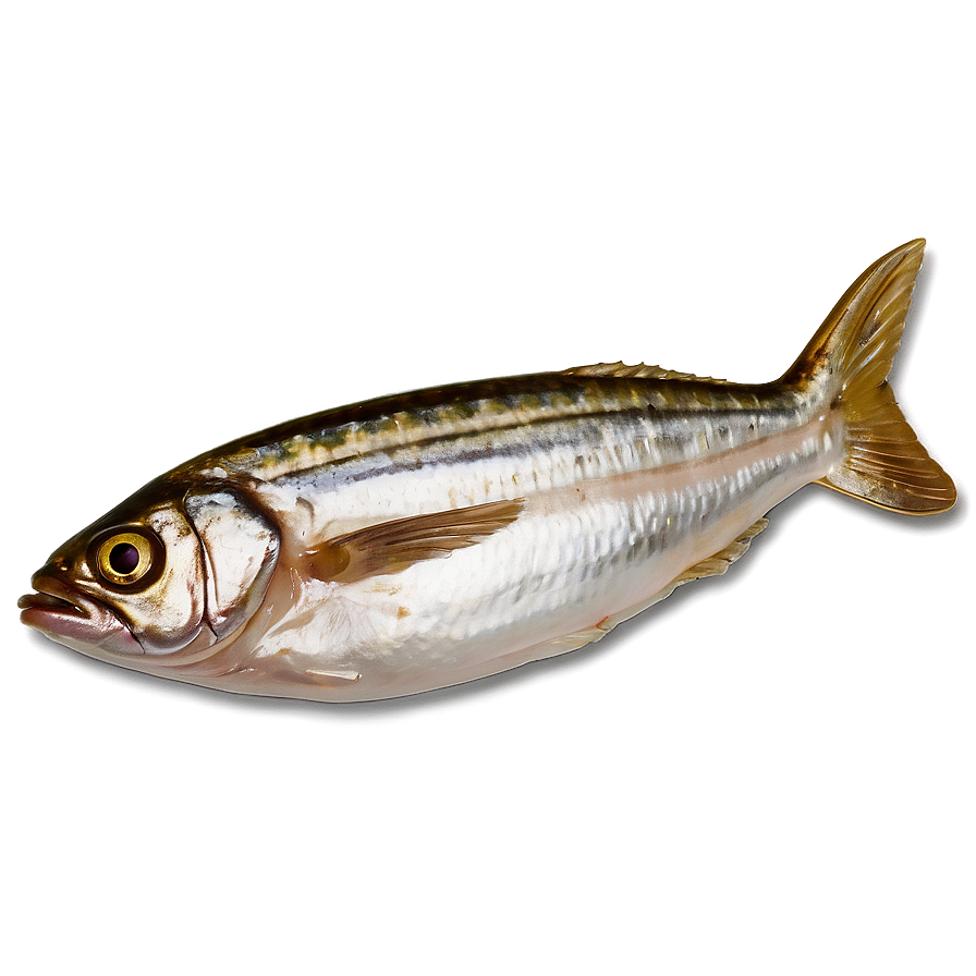 Sardine Meal Png 34