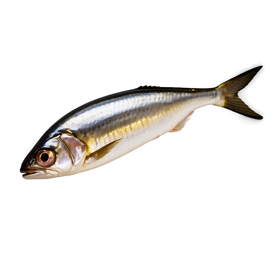 Sardine Oil Png Spj