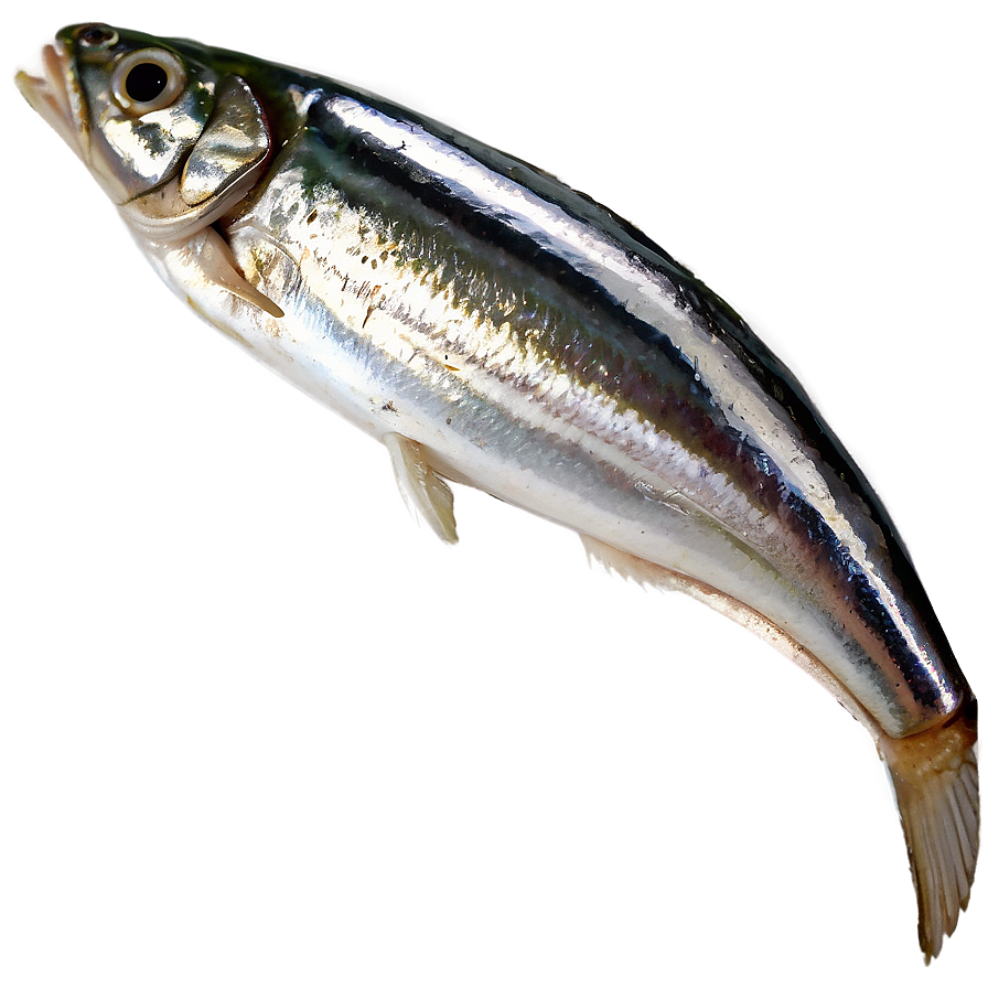 Sardines With Herbs Png Isr