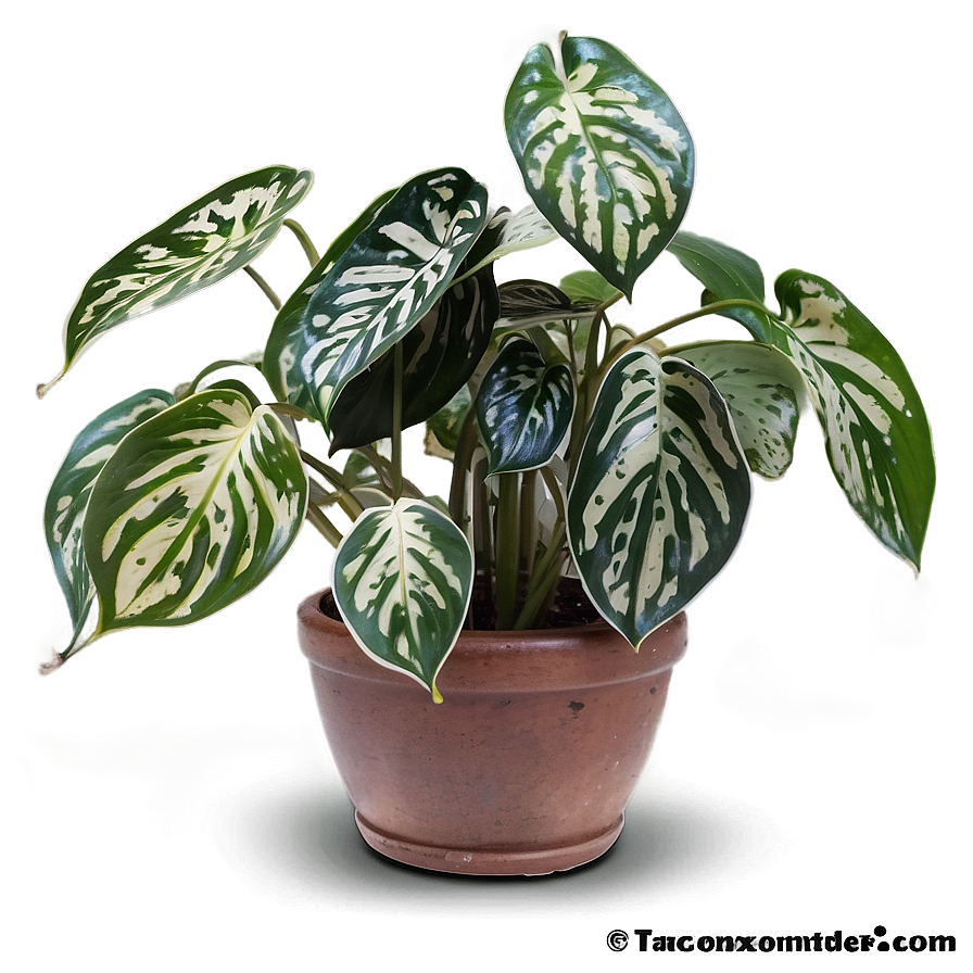 Satin Pothos Identification Guide Png 06272024