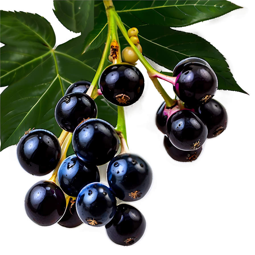 Satisfying Elderberry Png Djn11