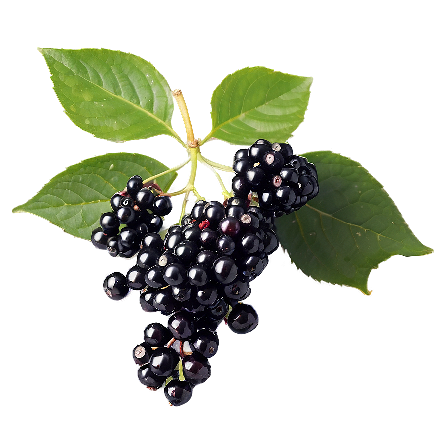 Satisfying Elderberry Png Fng