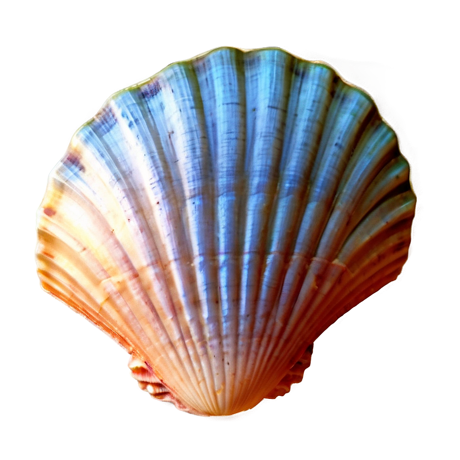Scallop Shell Image Png 05212024