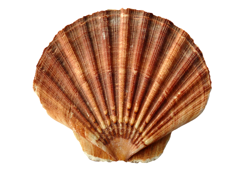 Scallop Shell Isolated.png