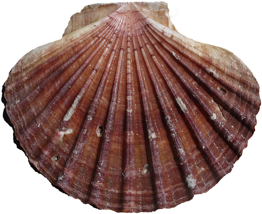 Scalloped Clam Shell Texture