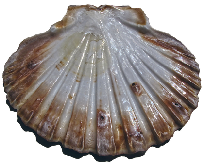 Scalloped Edge Seashell