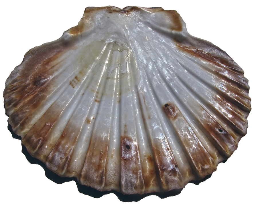 Scalloped Shell Texture.png