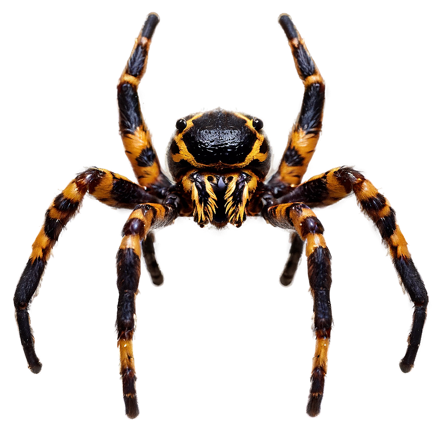 Scary Spider Png Mun