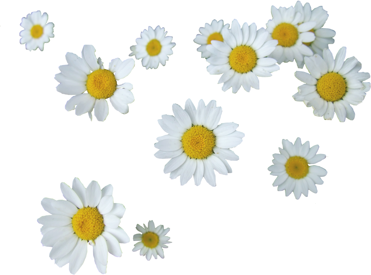 Scattered Daisies Transparent Background