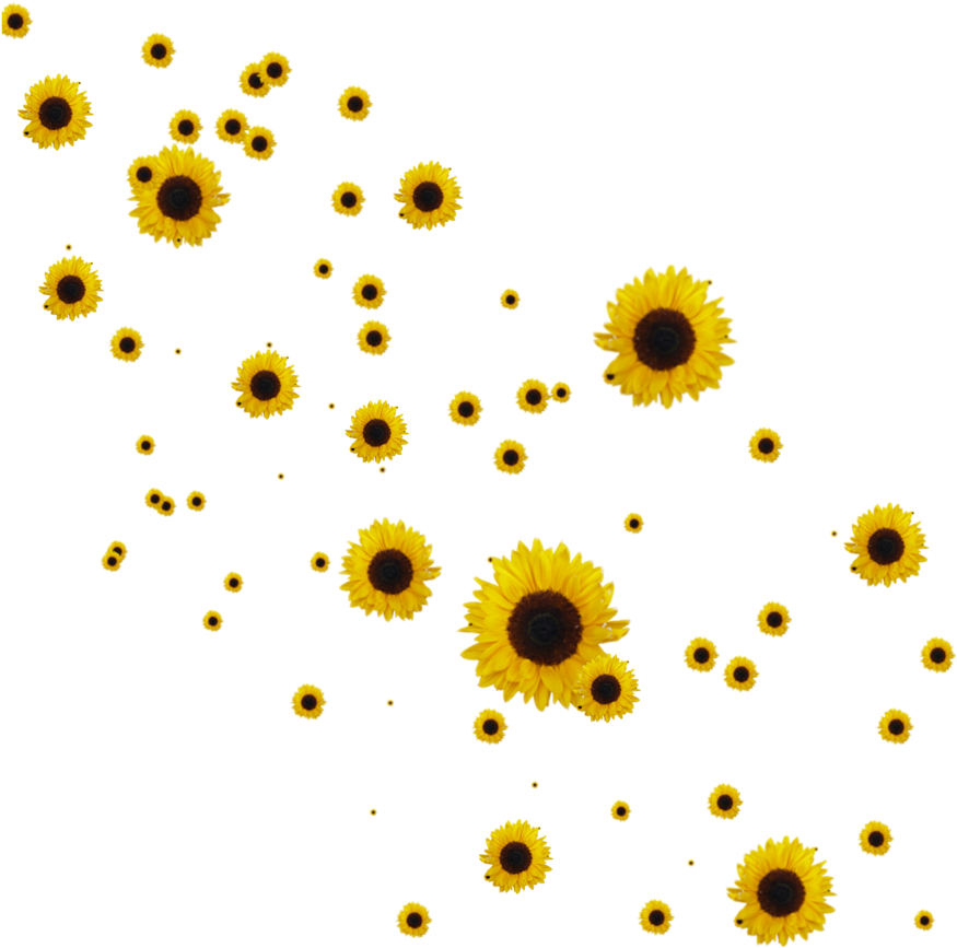 Scattered Sunflowerson Teal Background