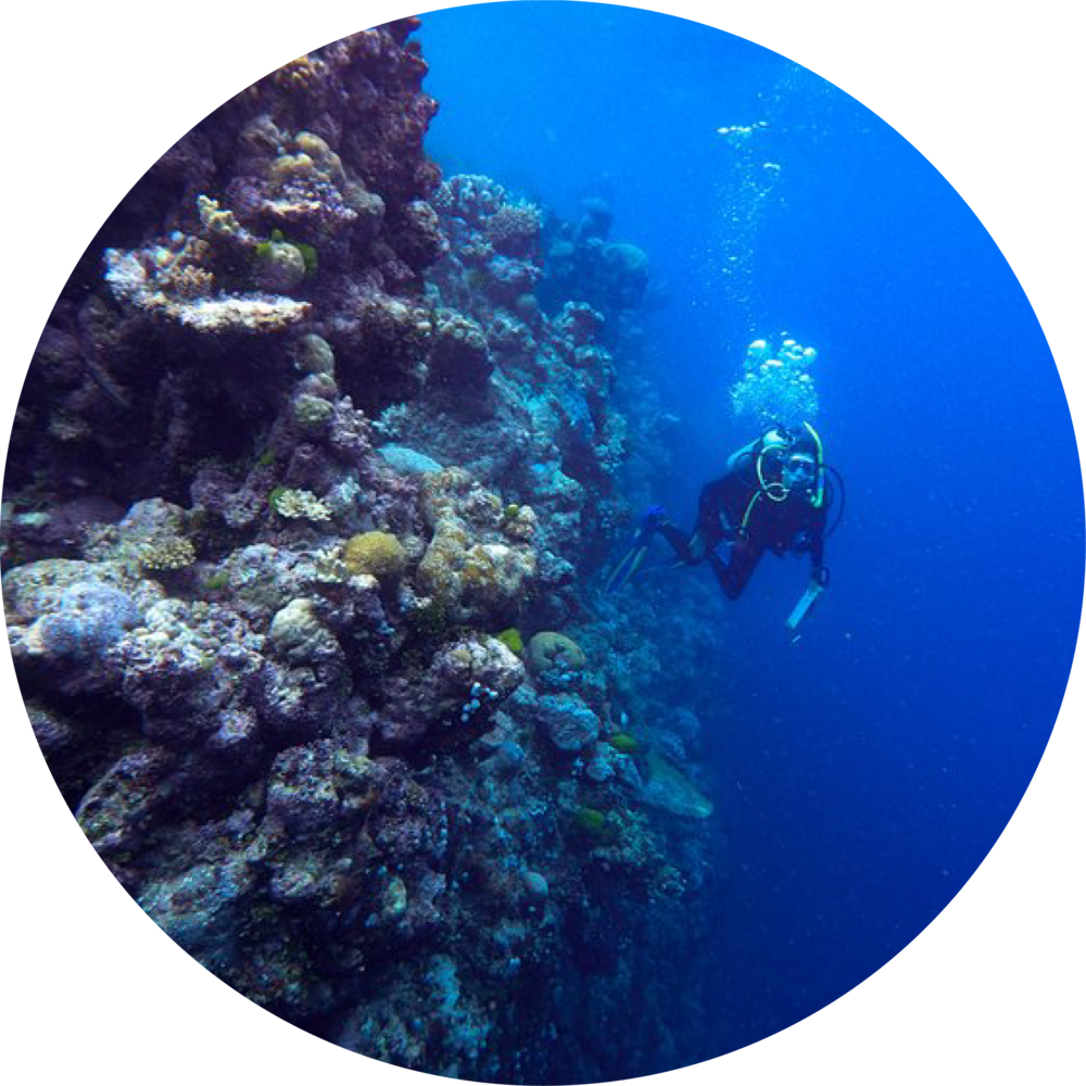 Scuba Diver Exploring Coral Reef