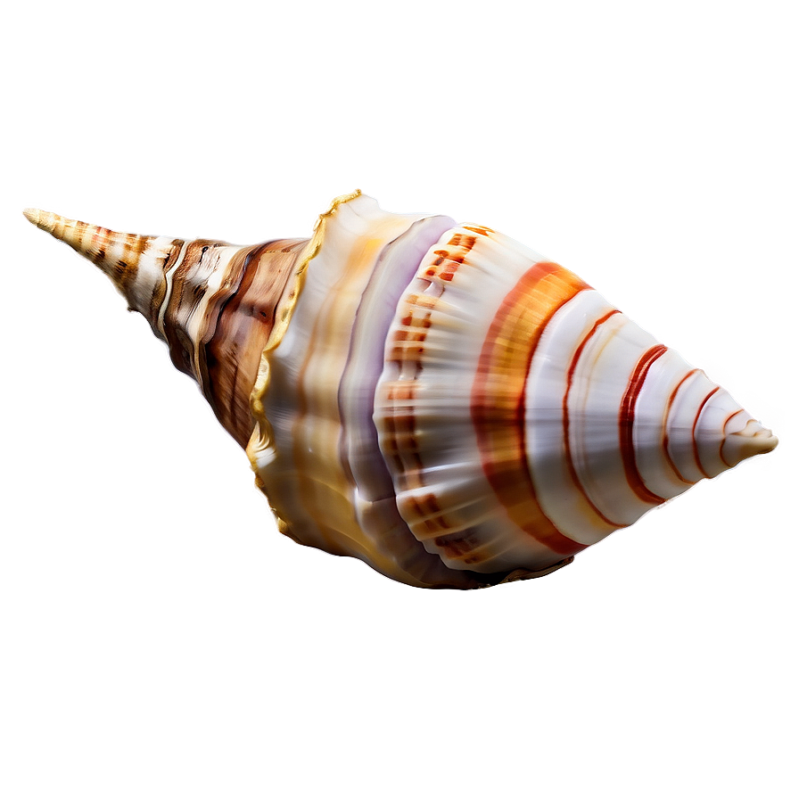 Sea Conch Shell Clipart Png Jre