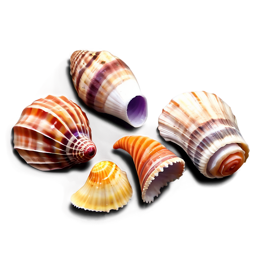 Sea Shell Collection Png Mwt76