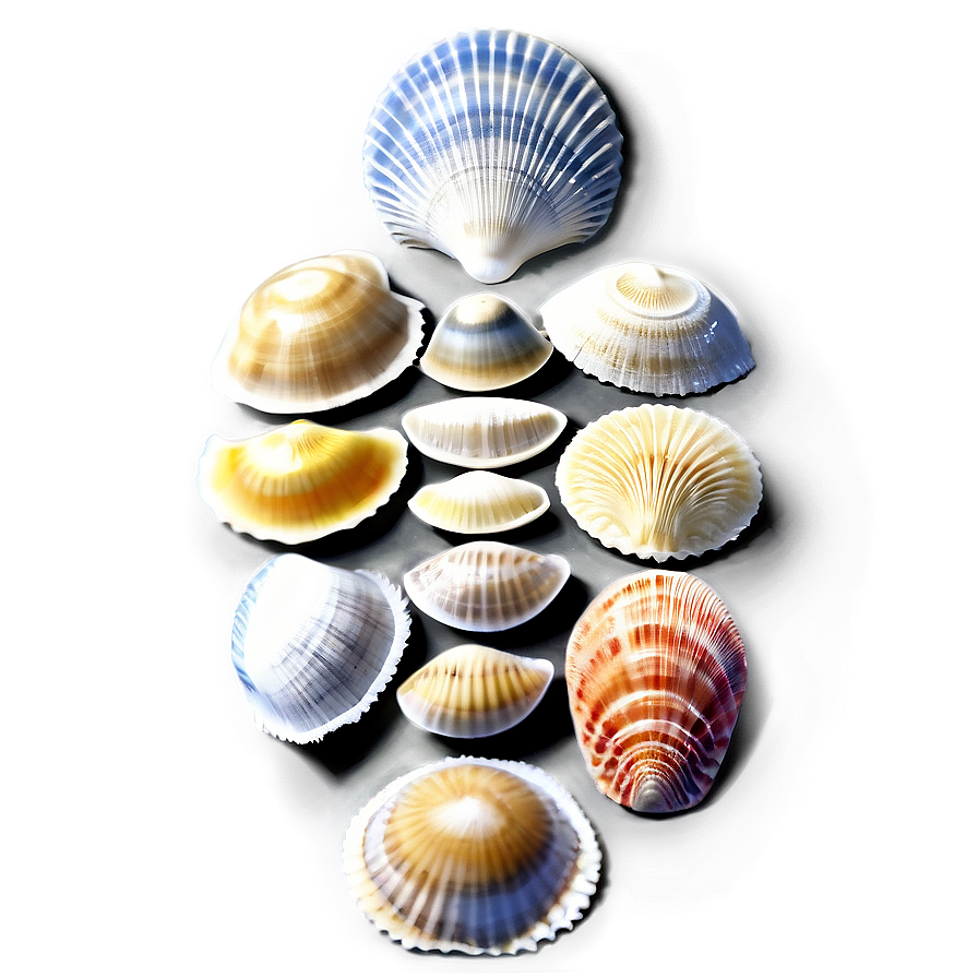 Sea Shell Collection Png Nyr