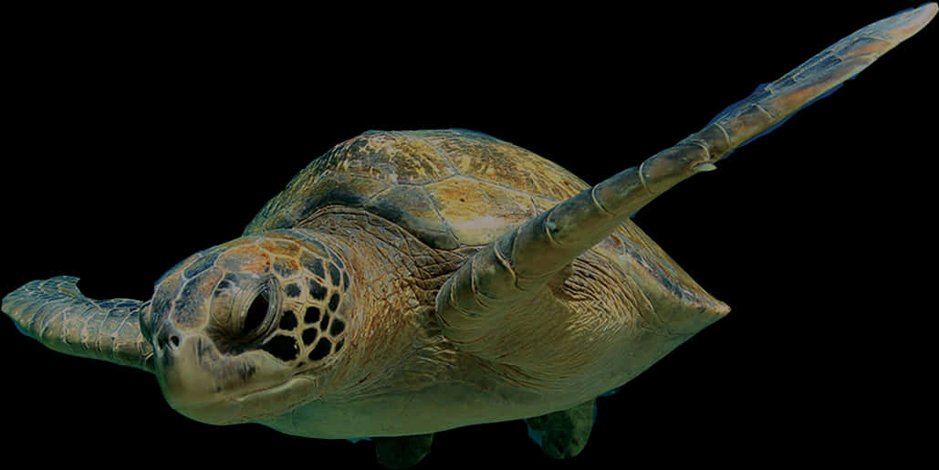 Sea_ Turtle_ Gliding_ Underwater.jpg