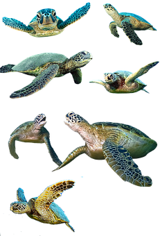 Sea Turtlesin Various Poses