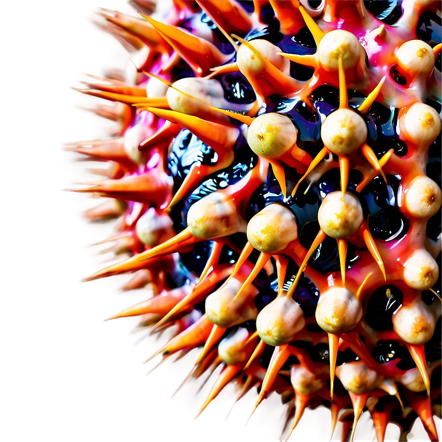 Sea Urchin Spikes Close-up Png Obd47