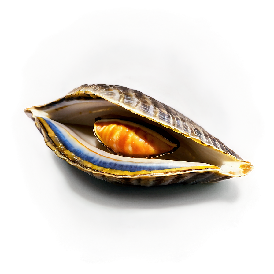 Seafood Clam Icon Png 81