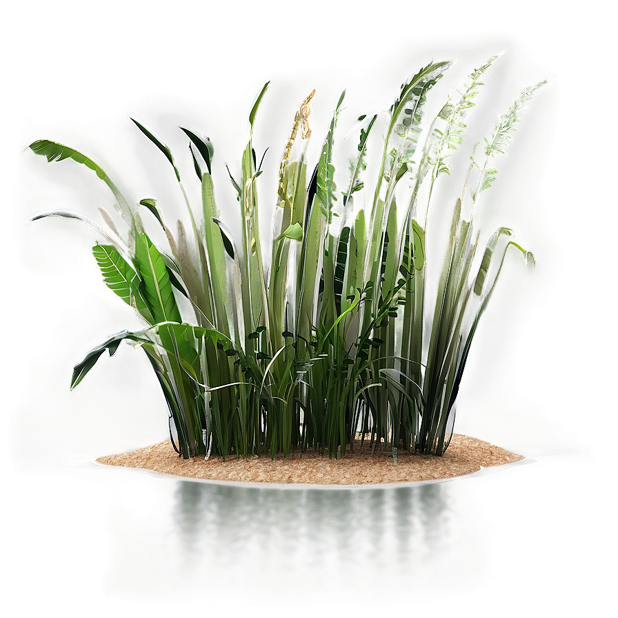 Seagrass Background Png 06292024