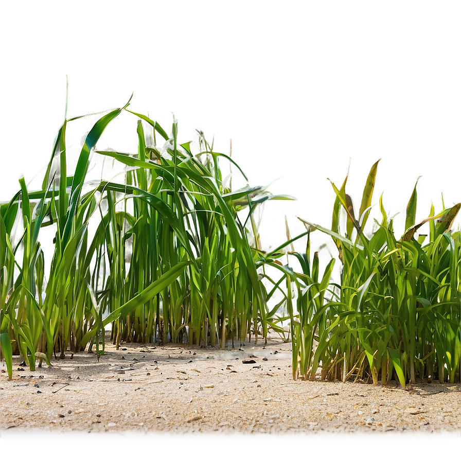 Seagrass Landscape Png Ulq98