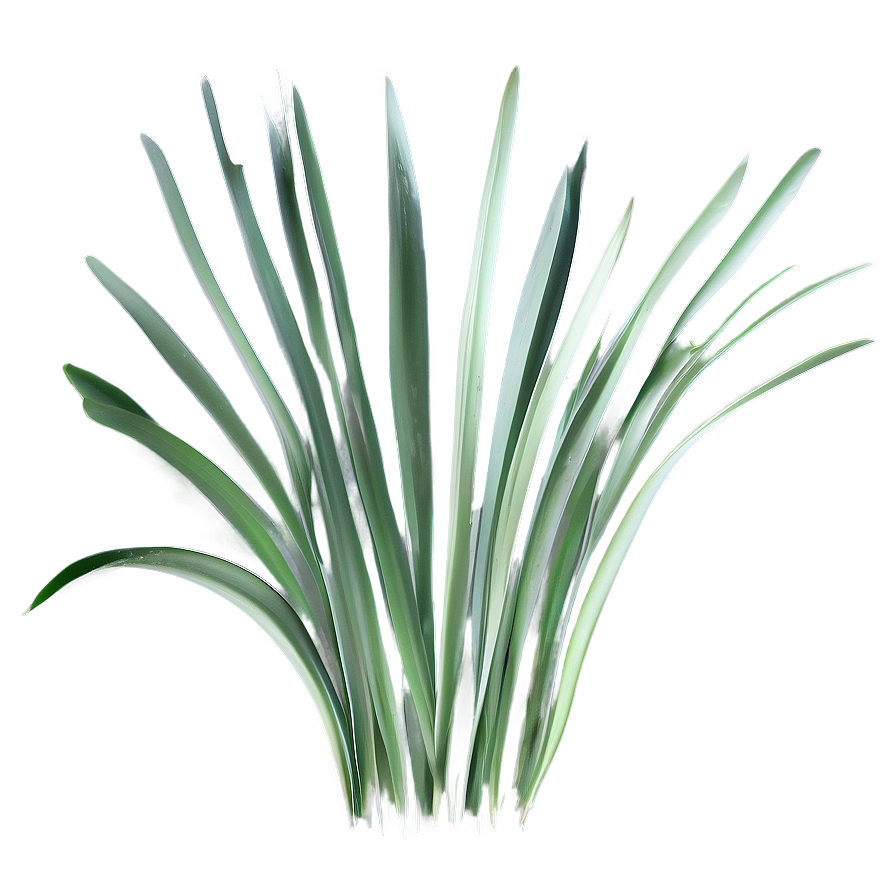 Seagrass Outline Png 19