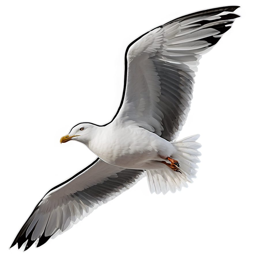Seagull At Dawn Png 05242024