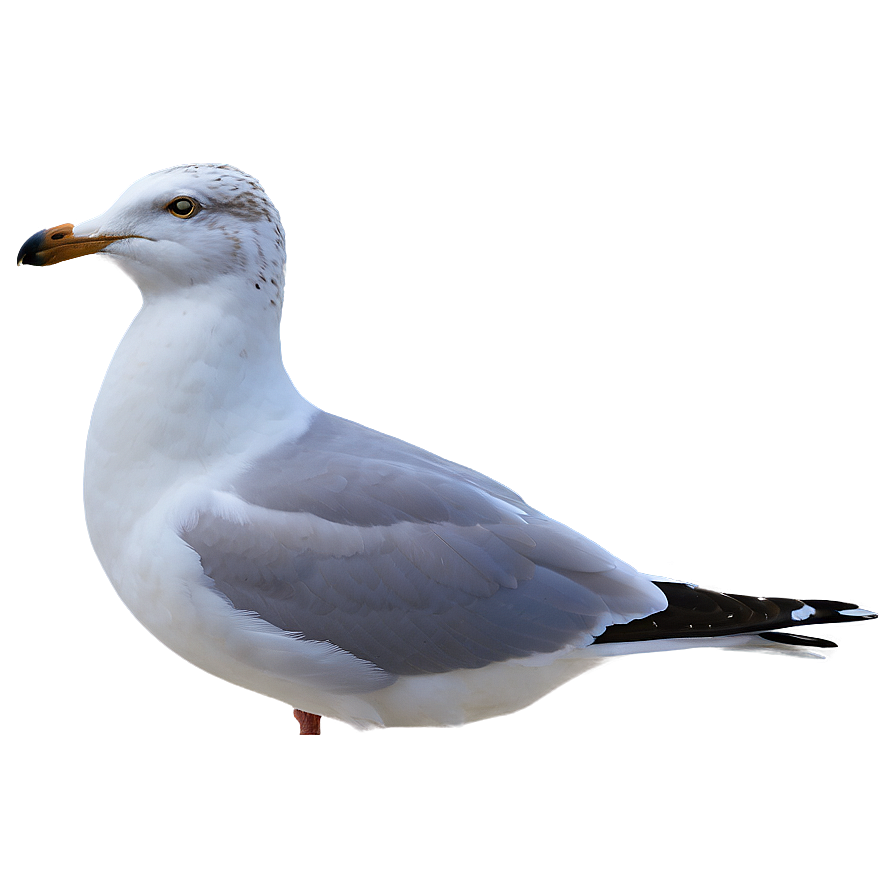 Seagull At Dawn Png 79