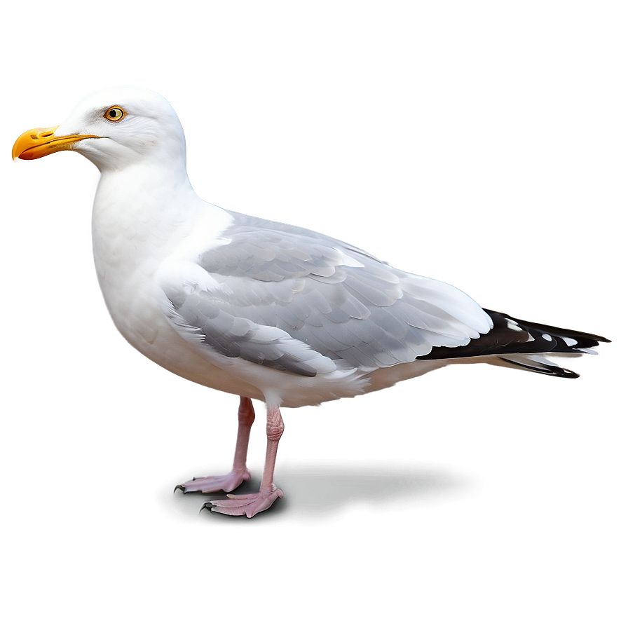 Seagull Clipart Png 55