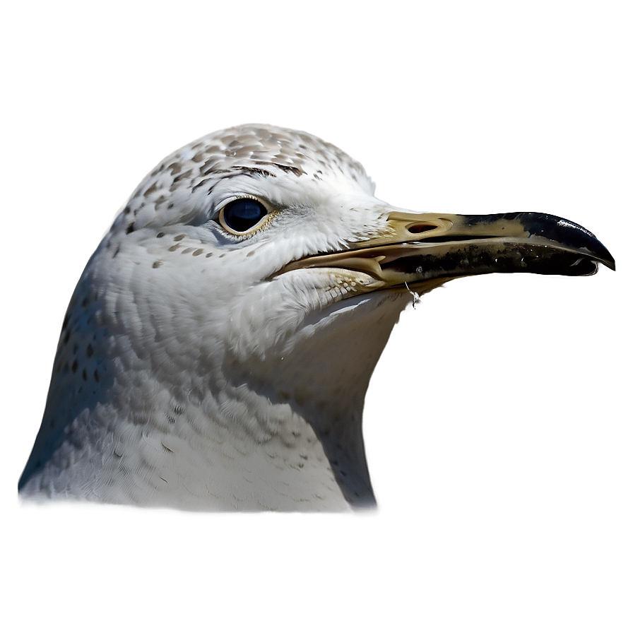 Seagull Crying Png Spv48