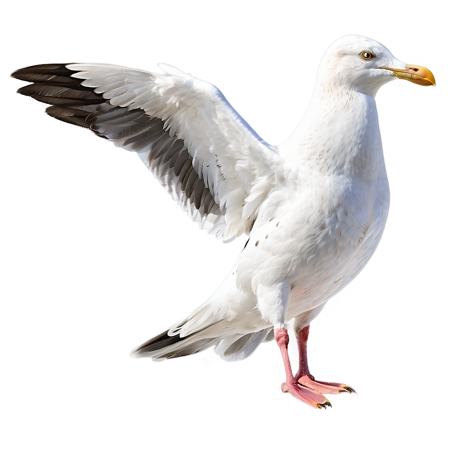 Seagull Drawing Png 05242024