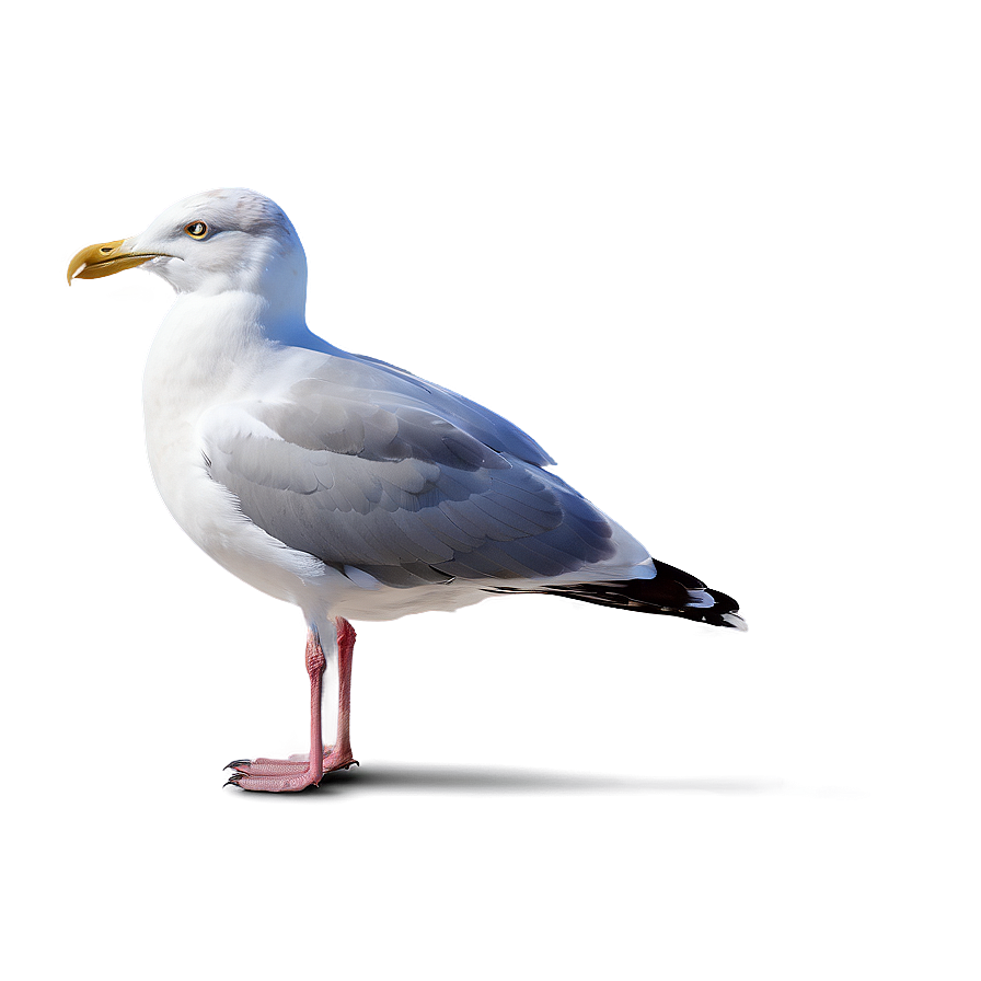 Seagull Drawing Png 05242024