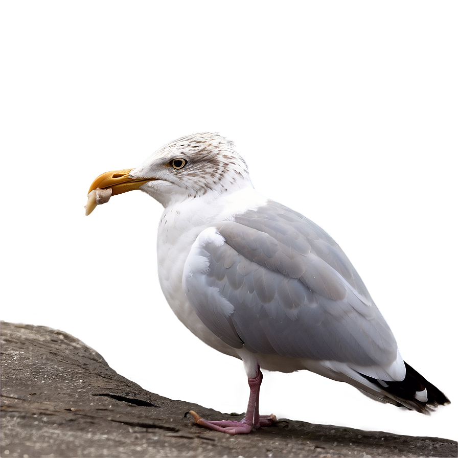 Seagull Eating Png 5
