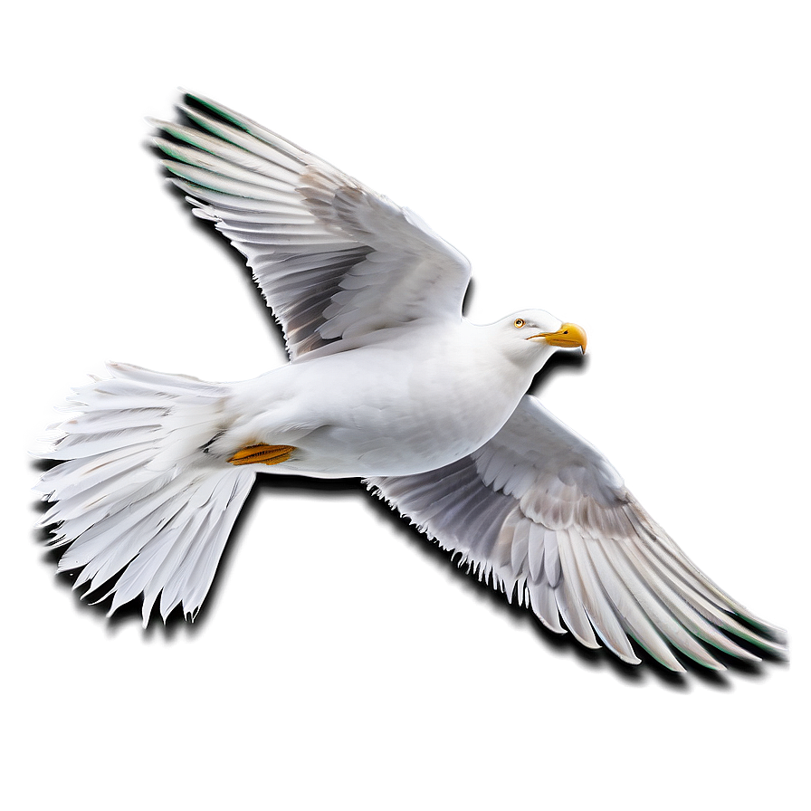 Seagull Feather Png Muj73
