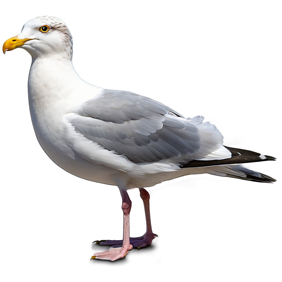 Seagull Flock Png Cfw77
