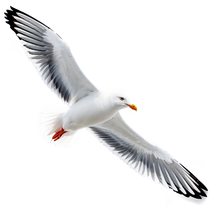 Seagull Flock Png Lob78