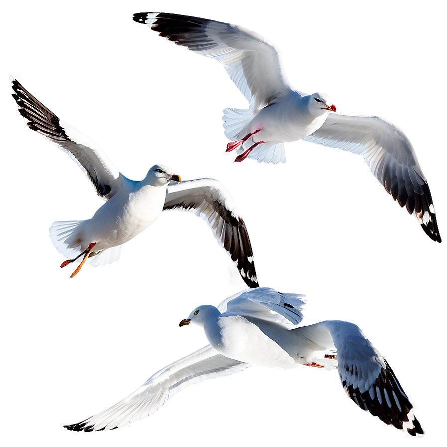 Seagull Flock Png Ugh33