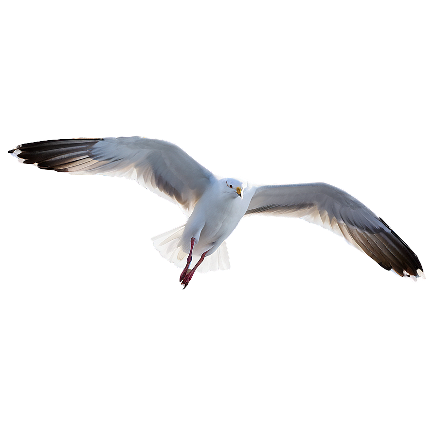 Seagull Flying High Png 05242024