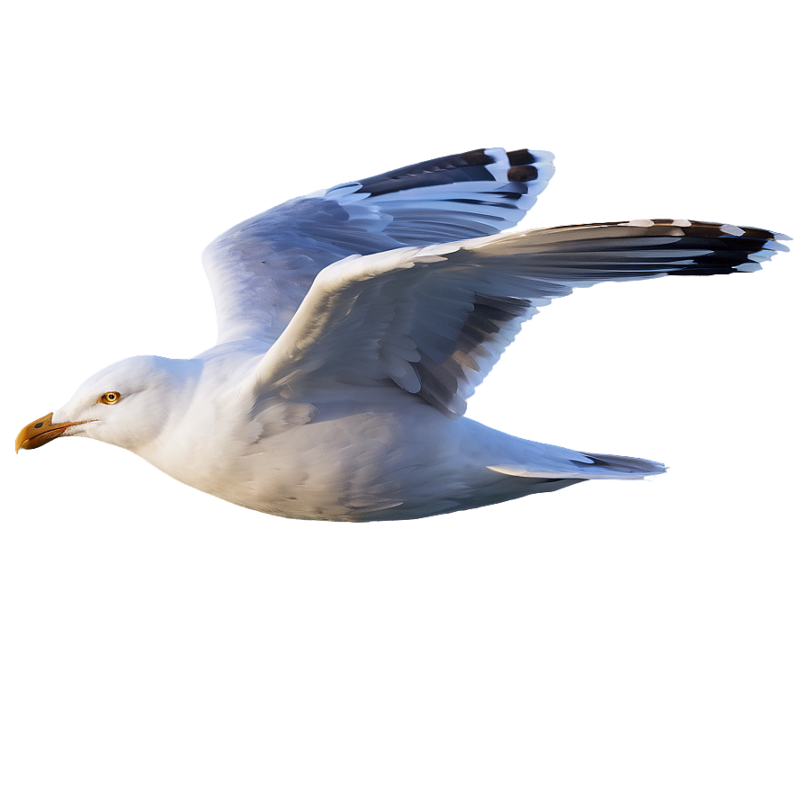 Seagull Flying High Png Oiy33