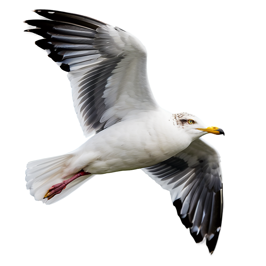 Seagull Flying High Png Tbc70