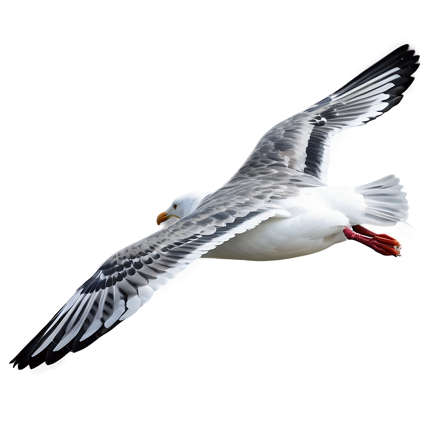 Seagull Flying Over Sea Png 06122024