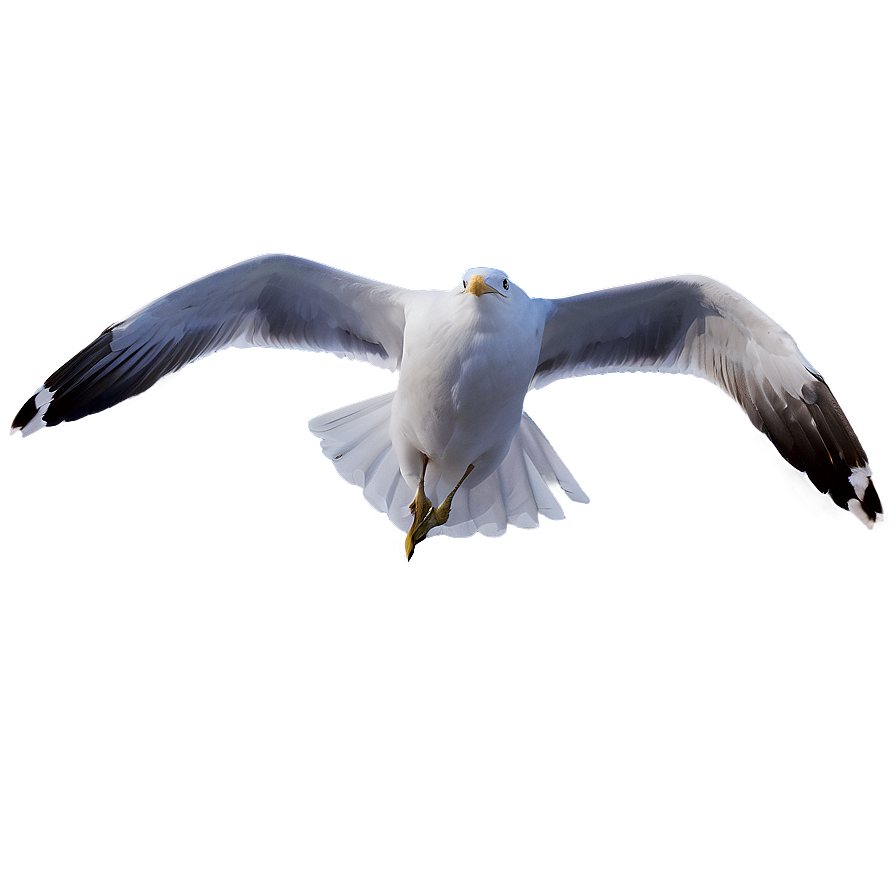 Seagull Flying Over Sea Png Lvi