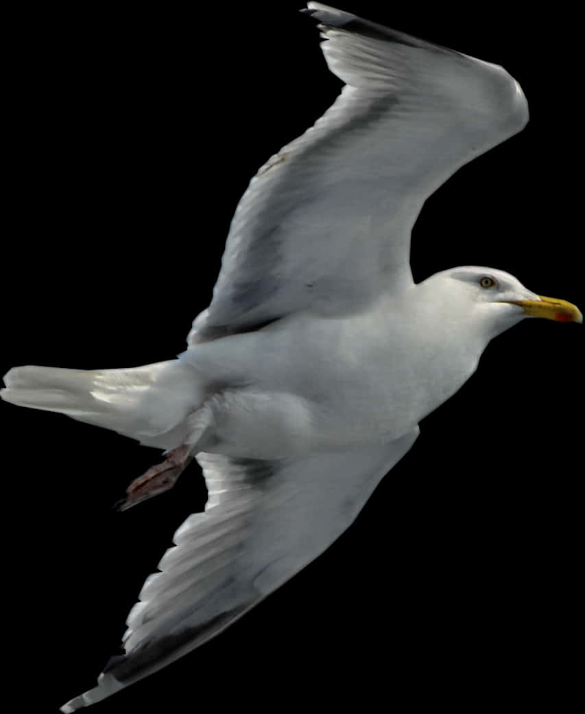 Seagull In Flight Black Background