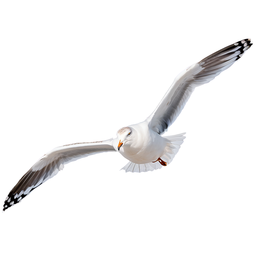 Seagull In Flight Png 05242024