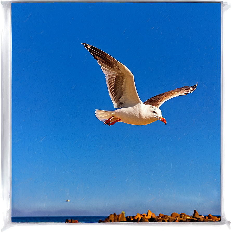 Seagull In Flight Png 05242024