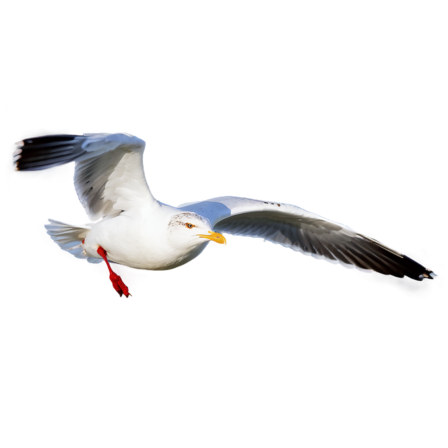 Seagull In Flight Png 50