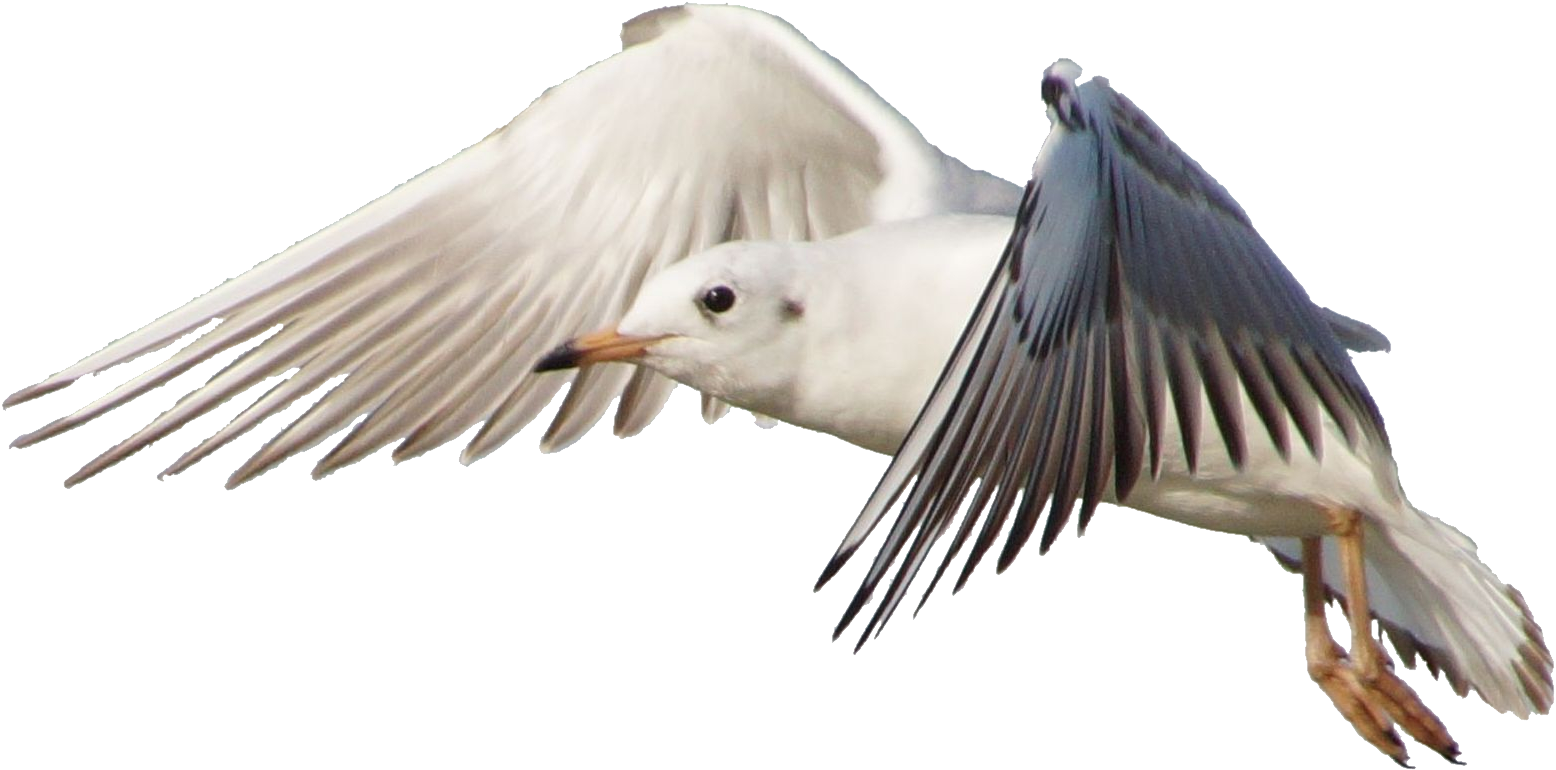 Seagull In Flight Transparent Background