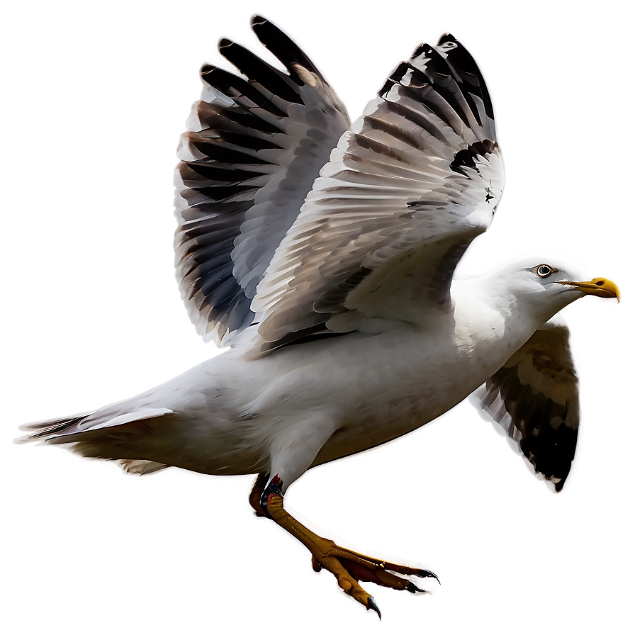 Seagull In Motion Png 97